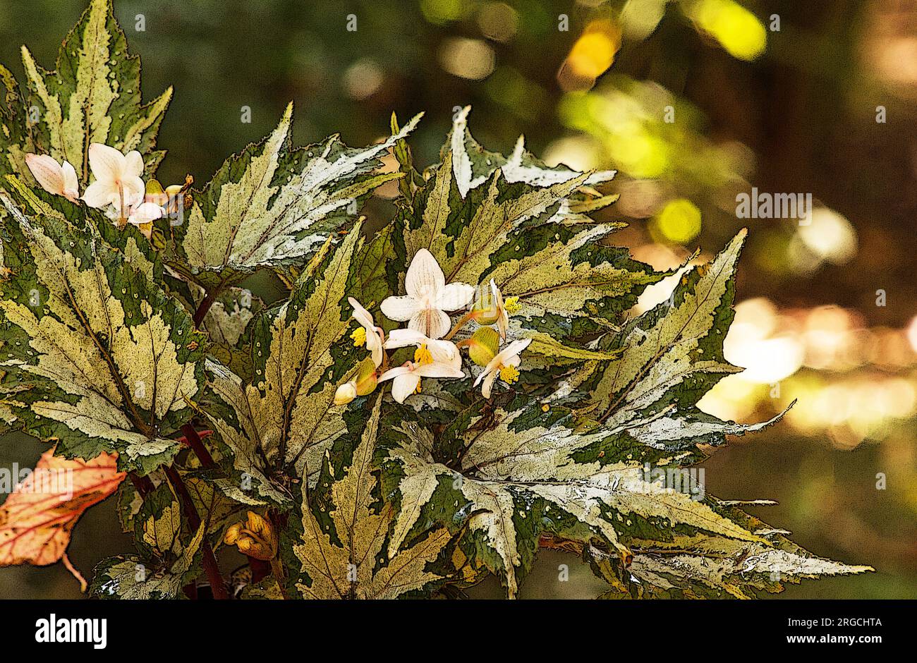 Begonia Rex su sfondo naturale Foto Stock