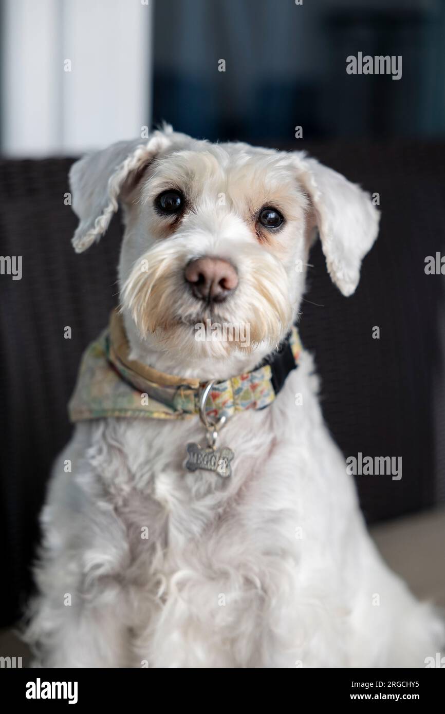 ritratto di una schnauzer in miniatura bianca femminile Foto Stock