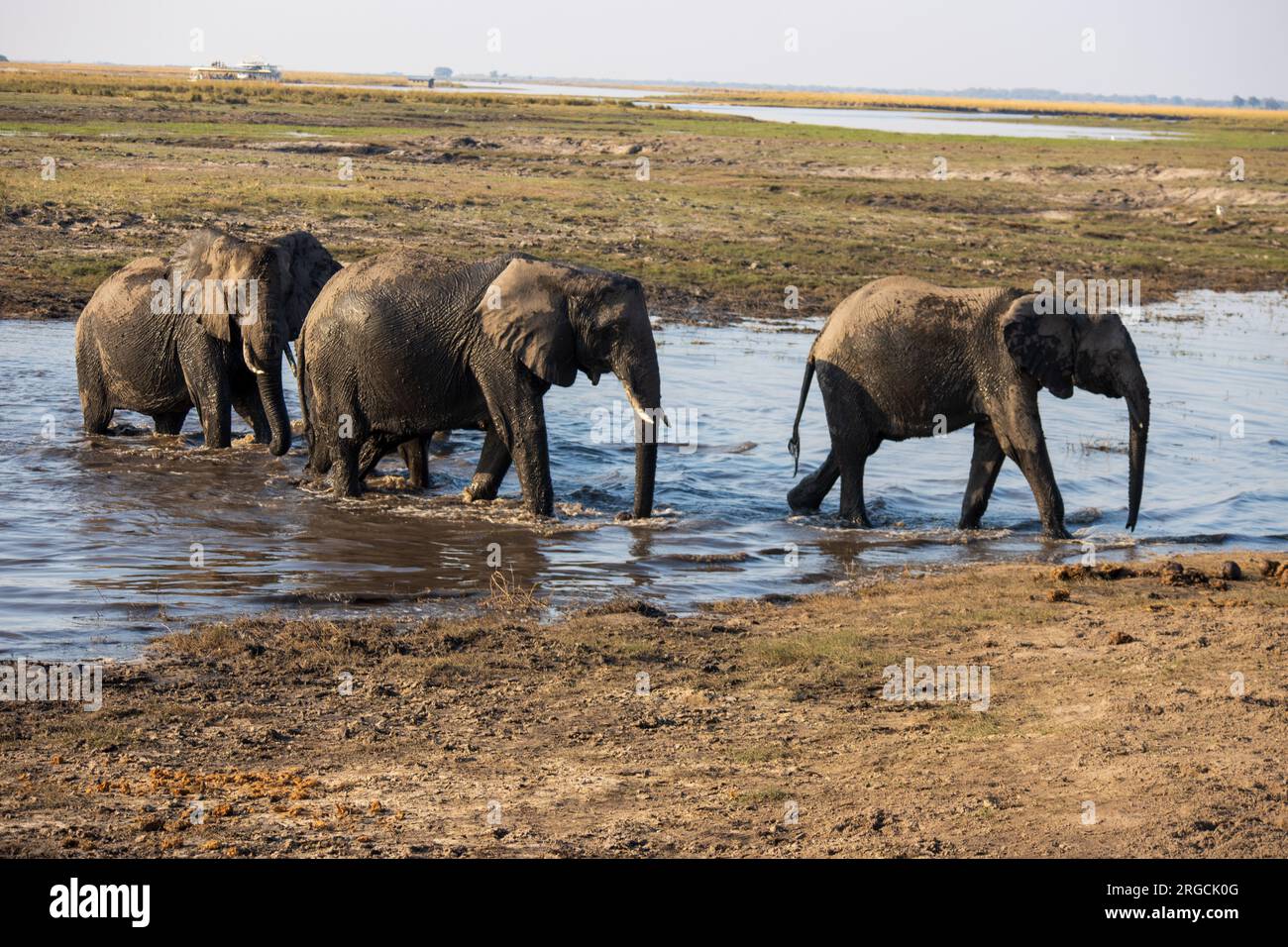 Elefanti che attraversano il fiume nel Chobe Safari Park, Botswana Foto Stock