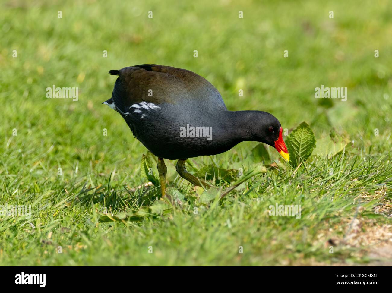 Uccelli acquatici di Moorhen che camminano intorno all'erba, beccando cibo con grandi piedi verdi Foto Stock