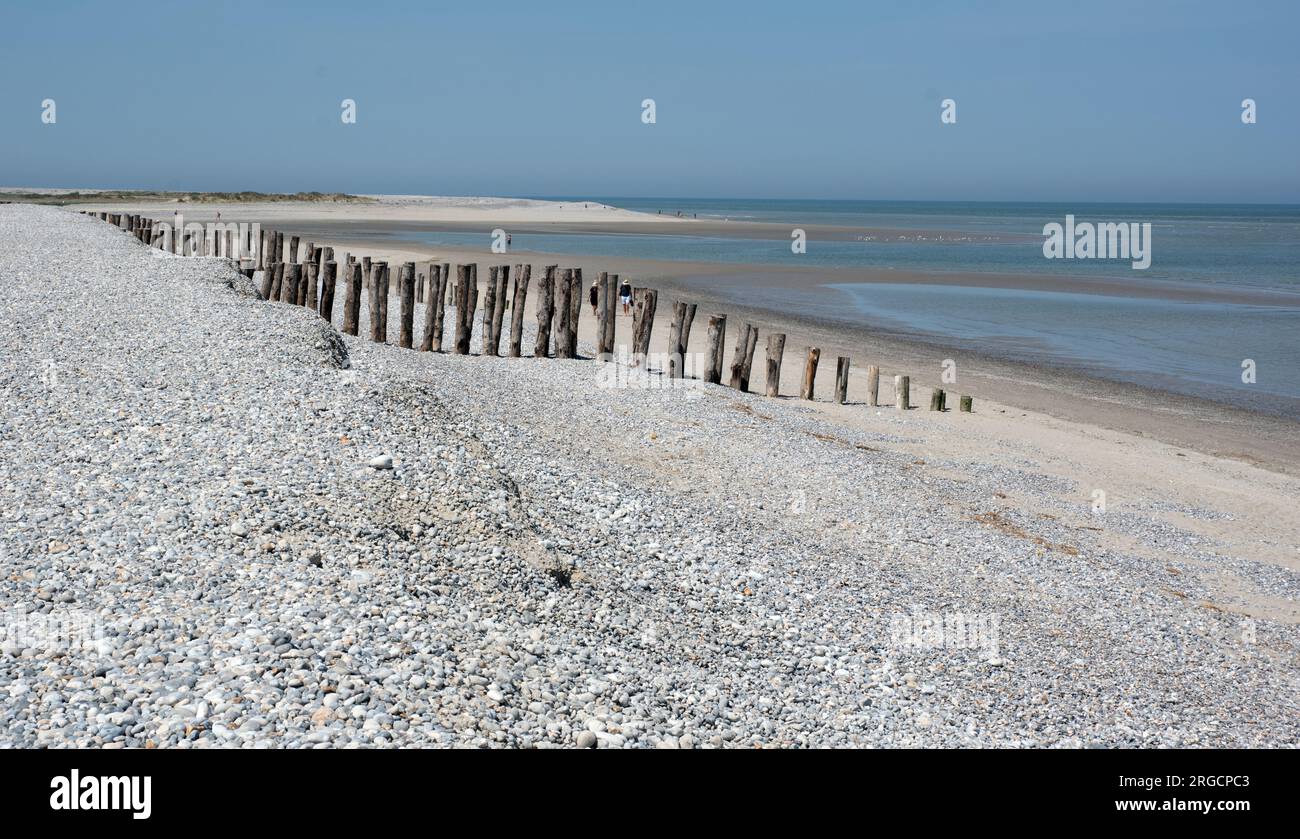 Tronchi d'albero usati per costruire groynes sulla spiaggia di ciottoli a Pointe du Hourdel sulla Baie de somme Foto Stock