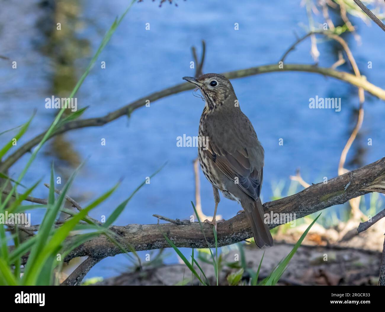 Bellissimo uccello di canto a spinta arroccato su un ramo Foto Stock