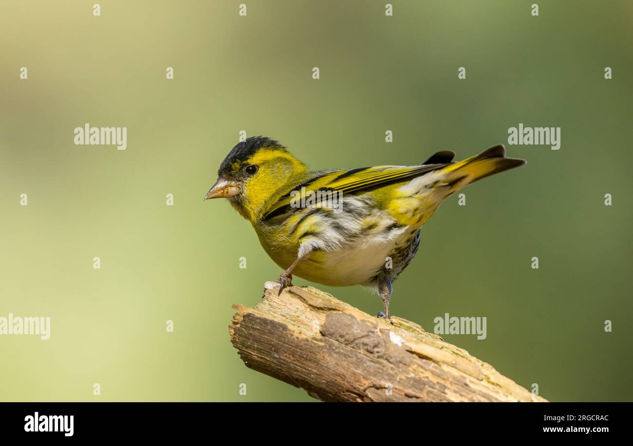 Siskin maschile piccolo uccello dai colori vivaci con piume gialle e nere su un ramo nel bosco con sfondo forestale naturale Foto Stock