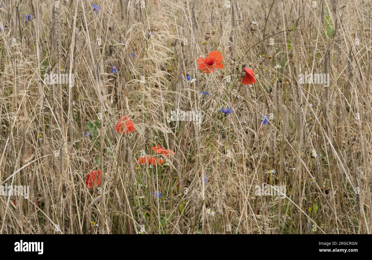 Papaveri e fiori di mais comuni a Rye Field Foto Stock