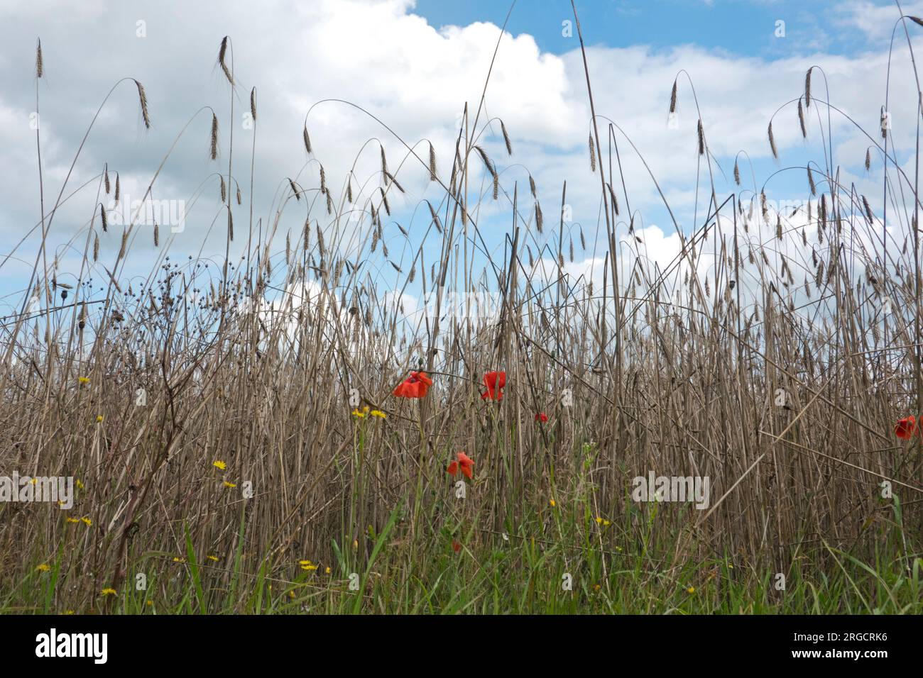 Papaveri e fiori di mais comuni nel campo di Rye sotto il cielo blu con nuvole Foto Stock