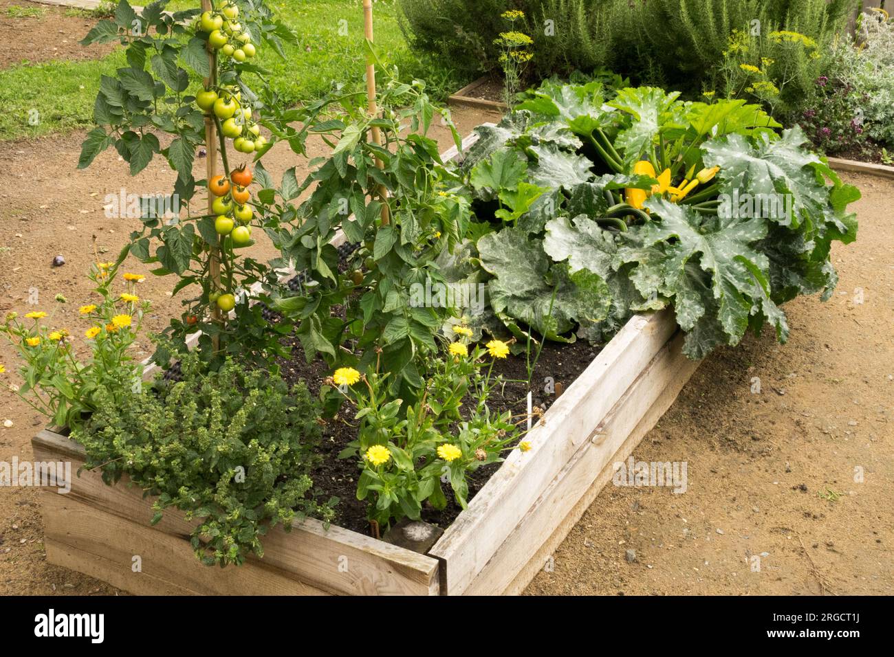 Ortaggi rialzati, pomodori, zucchine e piante da giardinaggio Foto Stock