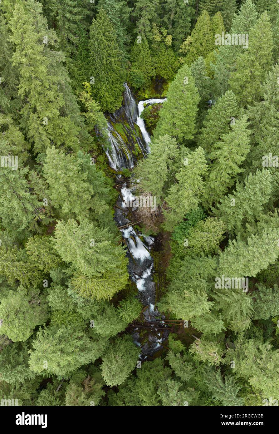 Viste da una prospettiva a volo d'uccello, le imponenti cascate di Panther Creek scorrono attraverso la Gifford Pinchot National Forest a Washington. Foto Stock