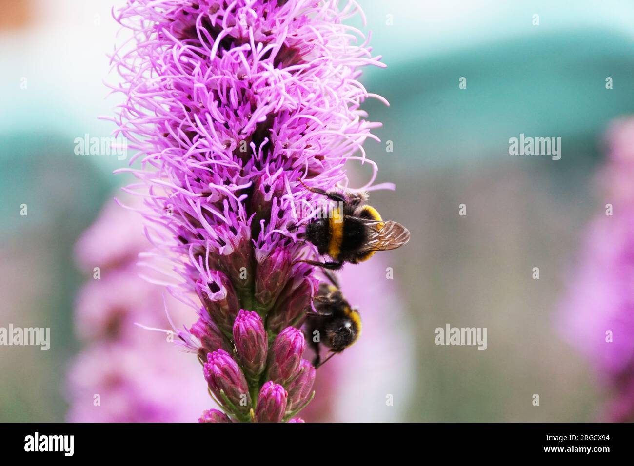 Api occupate di lavanda Foto Stock