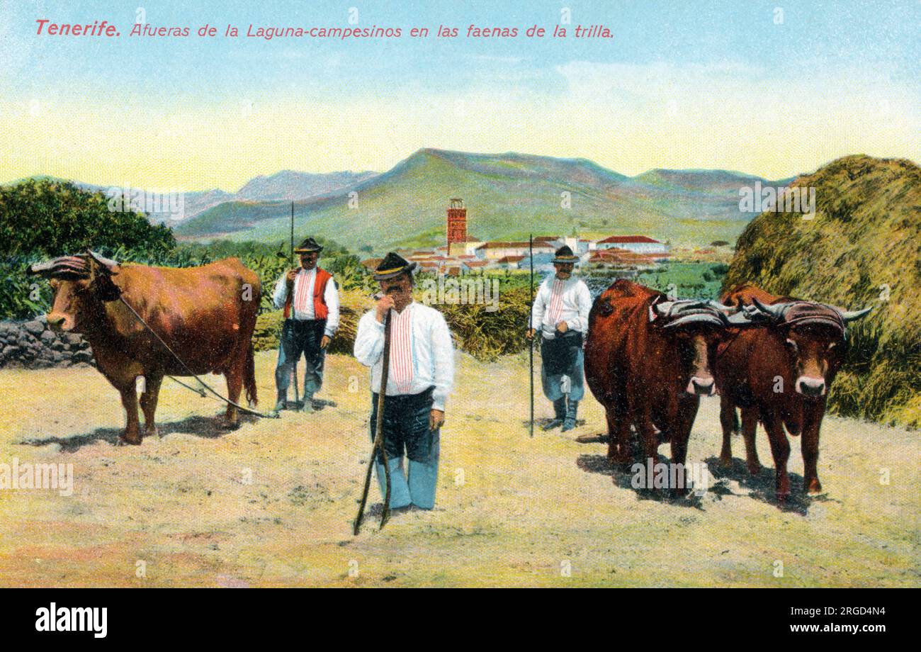 Alla periferia di Laguna - agricoltori che praticano trebbiatura - Tenerife, Isole Canarie, Spagna. Foto Stock