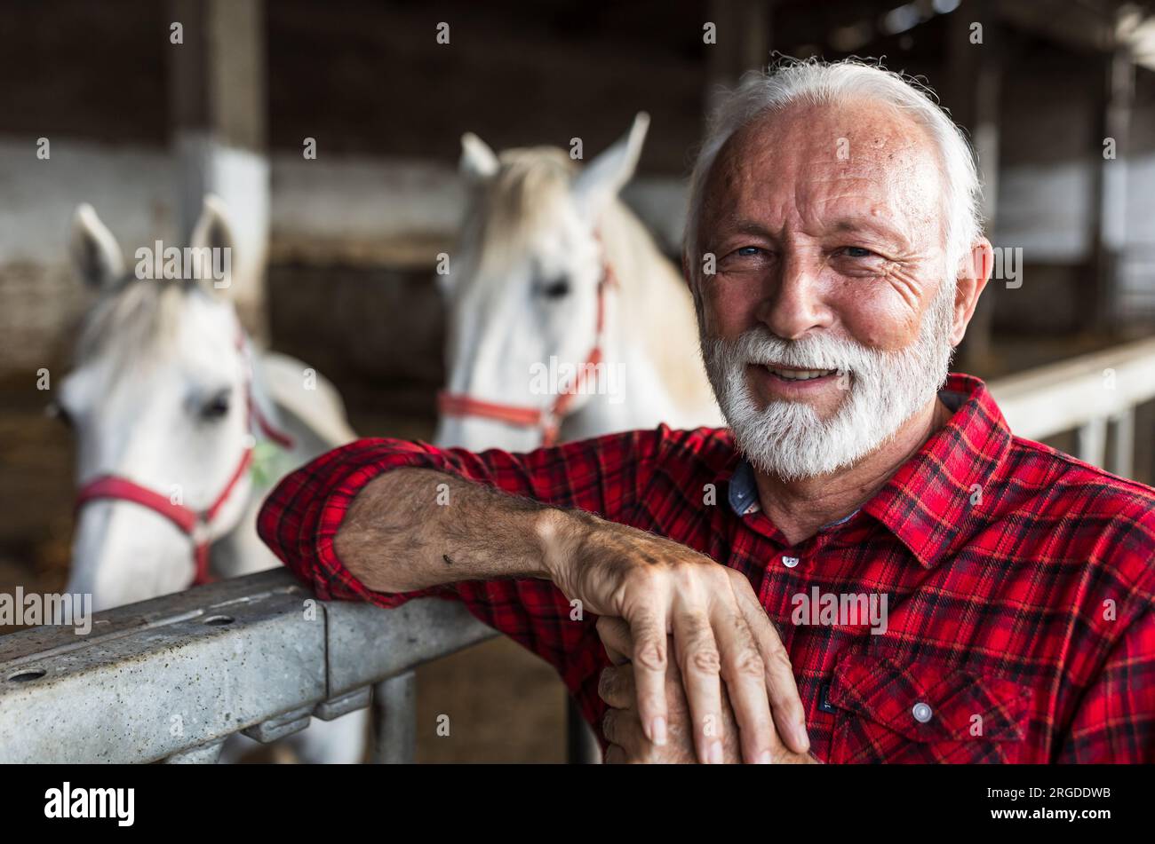 Ritratto di un contadino anziano appoggiato su una recinzione di cavalli bianchi lipizzaner Stable Foto Stock
