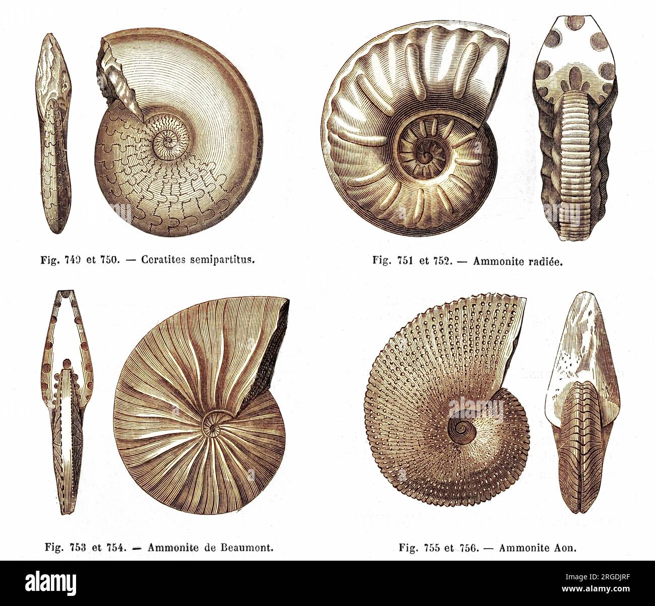 Quattro fossili: Ammonizioni (compresa un'ammoniaca di Beaumont) e una ceratite (pietra di corno). Foto Stock