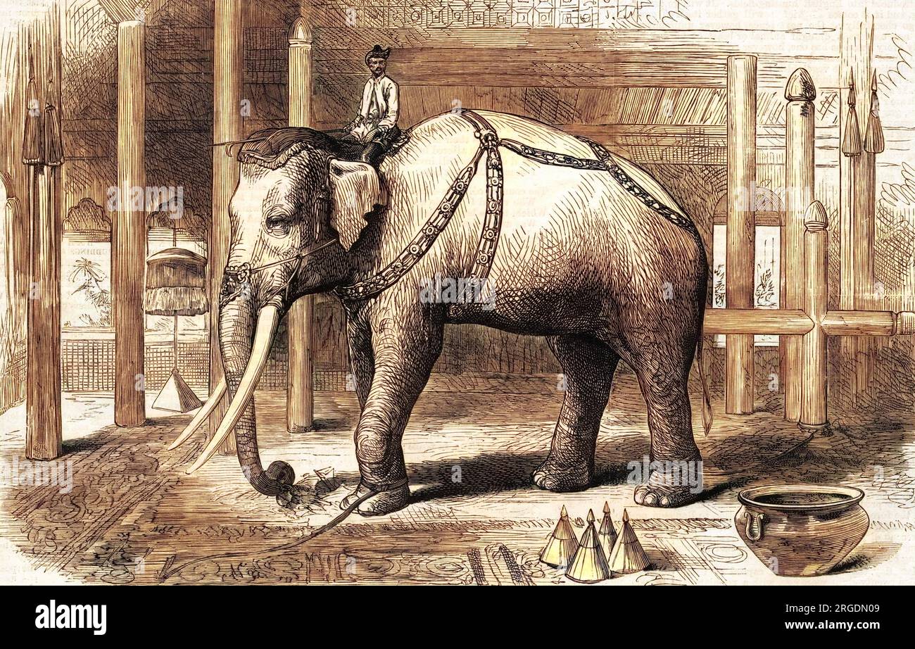 Bozzetti in Burmah (Birmania - oggi Myanmar), con l'elefante bianco sacro recentemente catturato dato al re, anche se il corrispondente dell'ILN lo definisce "una frode grande come l'elefante bianco di Barnum". C'erano alcune macchie fangose sulla pelle e alcuni peli bianchi, probabilmente dall'età; ma il re è selvaggio di gioia." Foto Stock