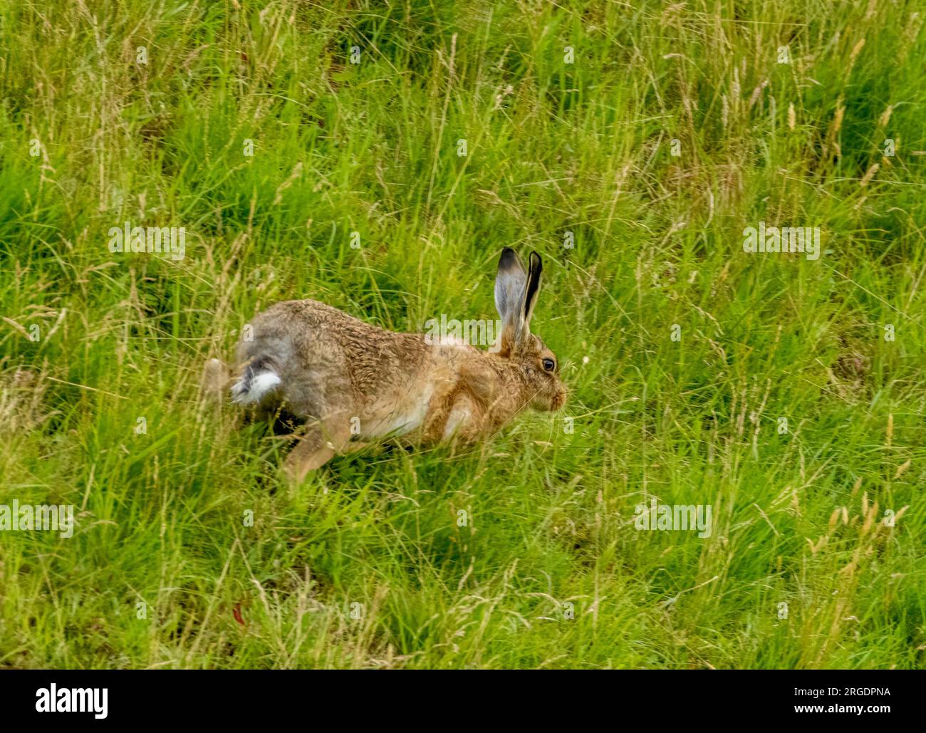 Lepre bruna selvatica sotto la pioggia in erba lunga negli altopiani sotti con grandi orecchie Foto Stock