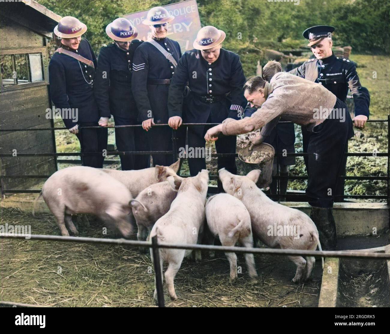 Vista della Hyde Park Police Piggery, adiacente alla stazione di polizia di Hyde Park durante la seconda guerra mondiale Gli agenti di polizia hanno costruito per i maiali una spaziosa casa per maiali e delle penne. Dopo l'ingrasso, i maiali vengono venduti al Pig Marketing Board, ma ai membri del club è permesso ucciderne uno in tre mesi a beneficio di se stessi. Foto Stock