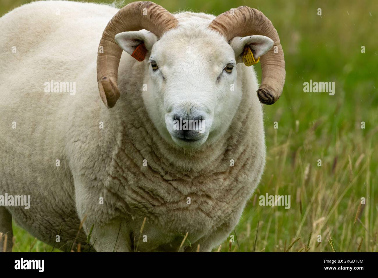 Grandi pecore bianche con corna in un campo verde Foto Stock