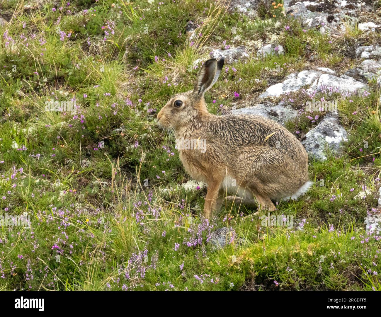 Lepre bruna selvatica sotto la pioggia in erba lunga negli altopiani sotti con grandi orecchie Foto Stock