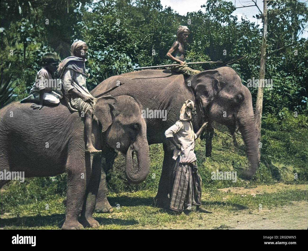 Uomini ed elefanti sulla strada di Kandy, Sri Lanka. Foto Stock