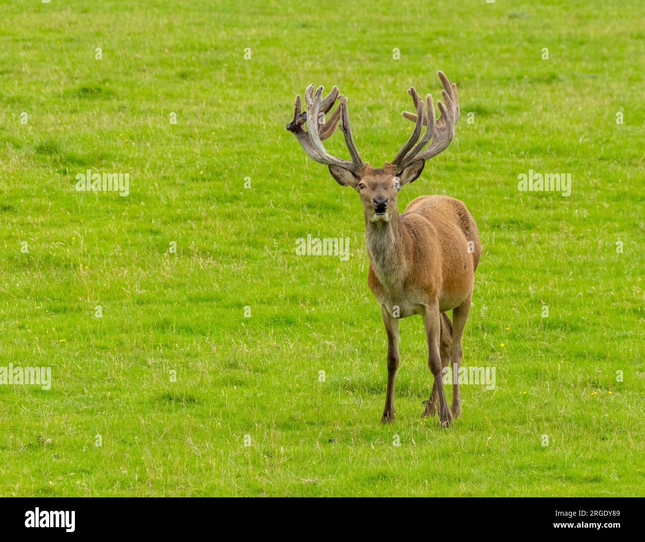 Cervo rosso che guarda in un campo verde negli altopiani della Scozia con grandi corna Foto Stock