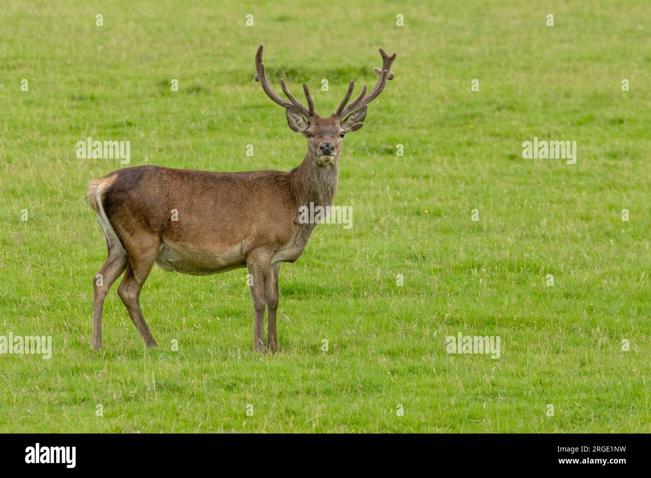 Cervo rosso che guarda in un campo verde negli altopiani della Scozia con grandi corna Foto Stock