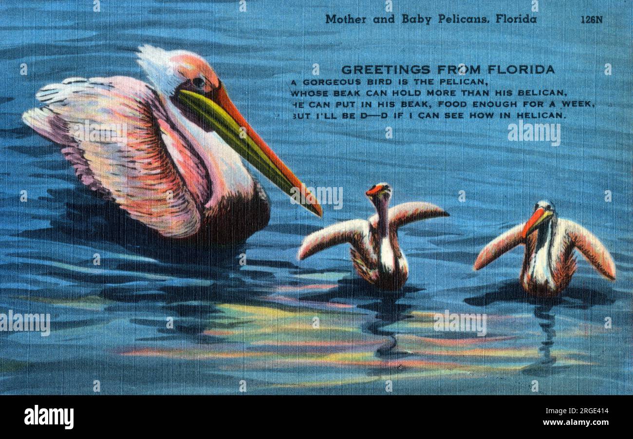 Madre e bambino pellicani, Florida, USA. "Un uccello meraviglioso è il Pelican, il cui becco può contenere più del suo belicano, può mettergli il becco, cibo sufficiente per una settimana, ma sarò dannato se riesco a vedere come in helican." Foto Stock