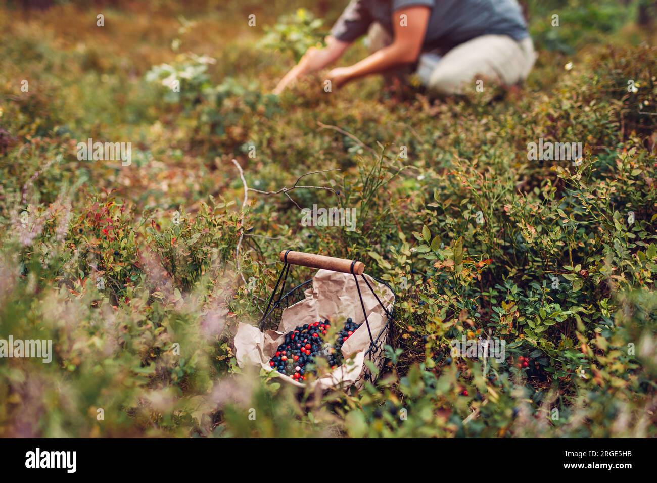 Donna che raccoglie mirtilli mirtilli mirtilli e mirtilli rossi nella foresta autunnale mettendoli nel cestino. Raccolta di frutta selvatica estiva Foto Stock