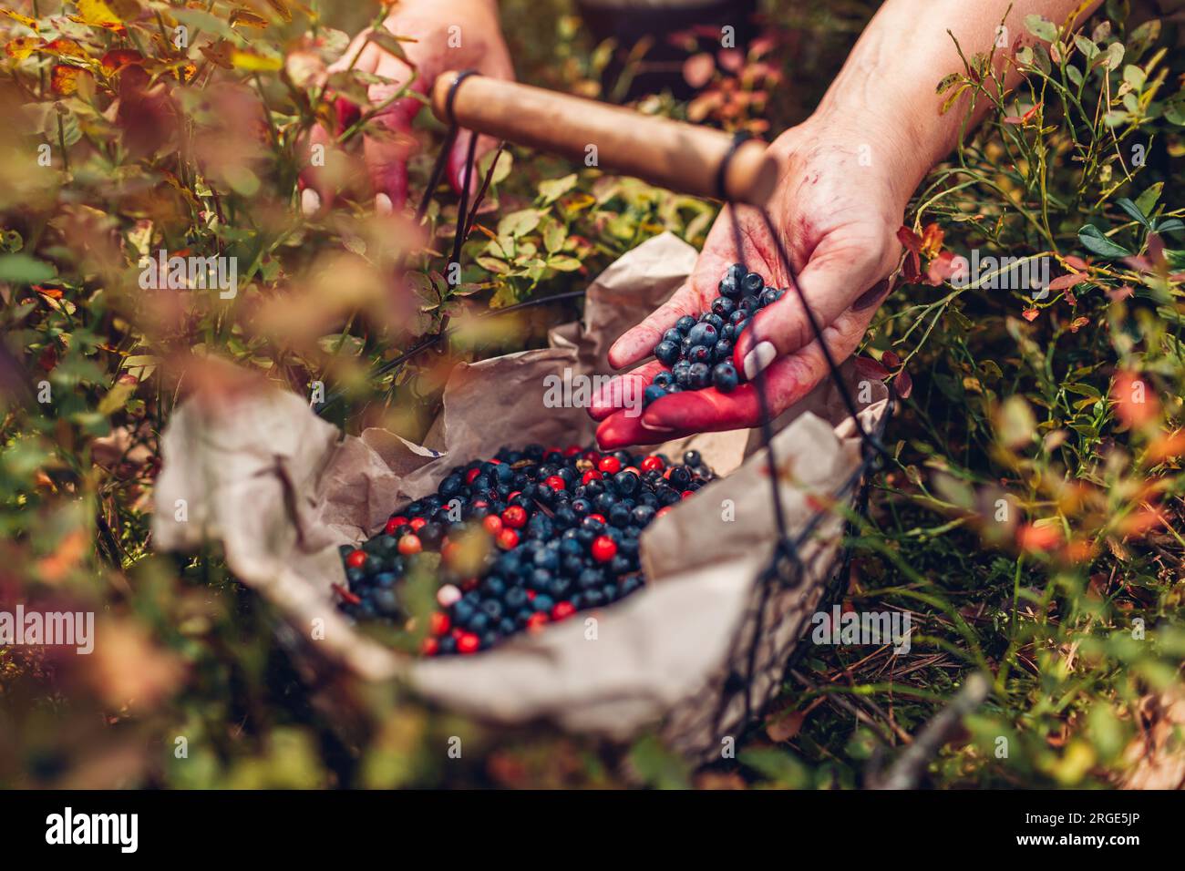 Il contadino mette una manciata di mirtilli nel cestino. Raccolta di ortaggi mirtilli e lingonberi nella foresta autunnale. Frutta biologica fresca e sana. Clos Foto Stock