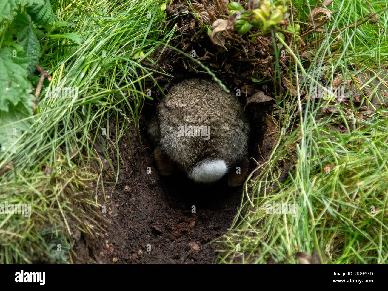 Coniglio selvatico che scava una tana nell'erba e nel terreno con una soffice coda bianca Foto Stock