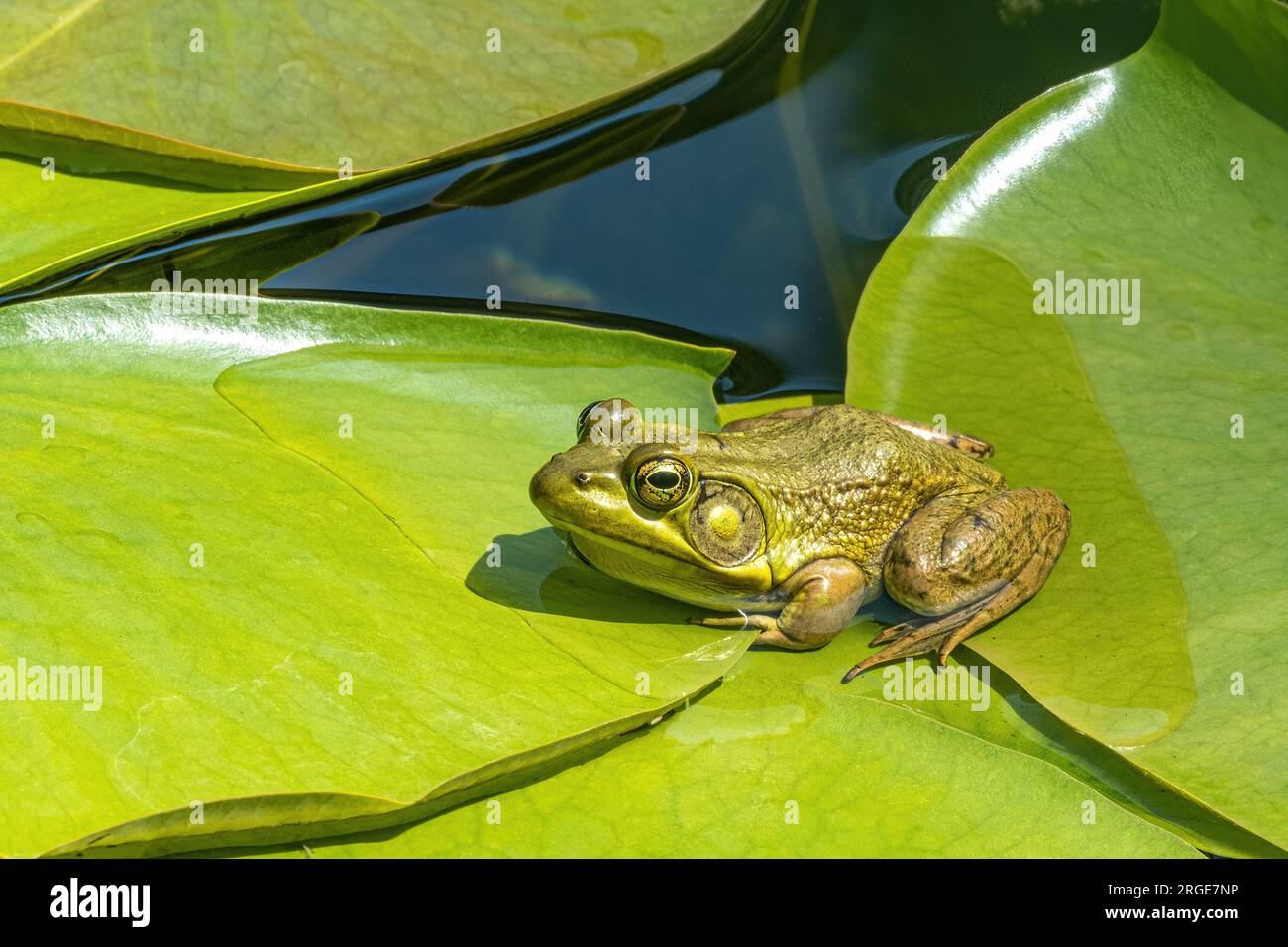 La rana verde Lithobates clamitans o Rana clamitans è originaria del Nord America orientale. Questo esemplare è stato fotografato in uno stagno a Point Pelee Nat Foto Stock