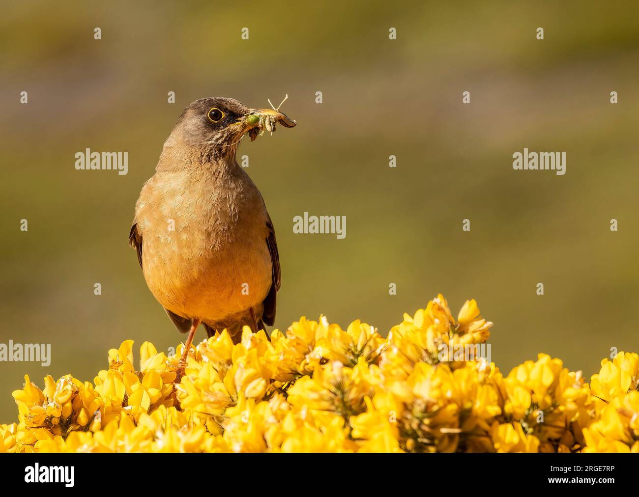 Tordo di Falkland Foto Stock