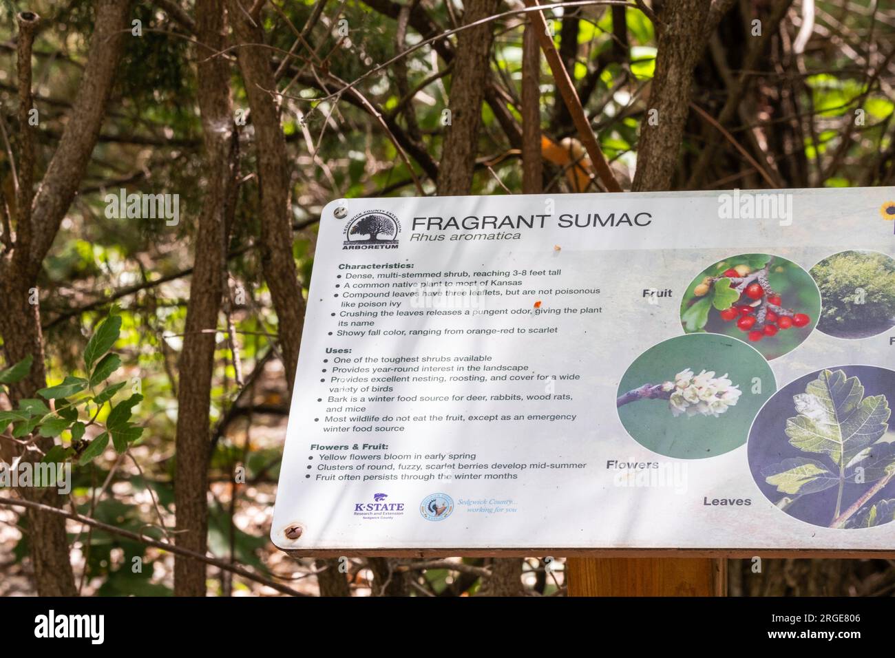 Fragrant Sumac, etichetta di identificazione Rhys aromatica su una passeggiata nella natura nel parco della contea di Sedgwick, Wichita, Kansas, USA. Foto Stock