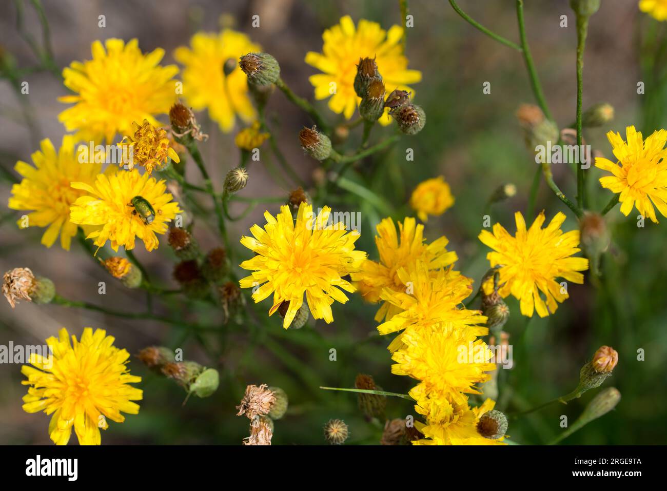 Crepis biennis, ruvida barba di falco giallo estivo fiori primo piano messa a fuoco selettiva Foto Stock