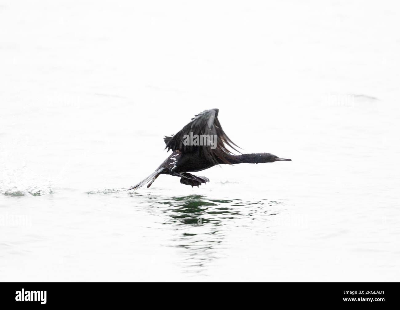 Cormorant pelagico che decolla la silhouette di HI Key Foto Stock