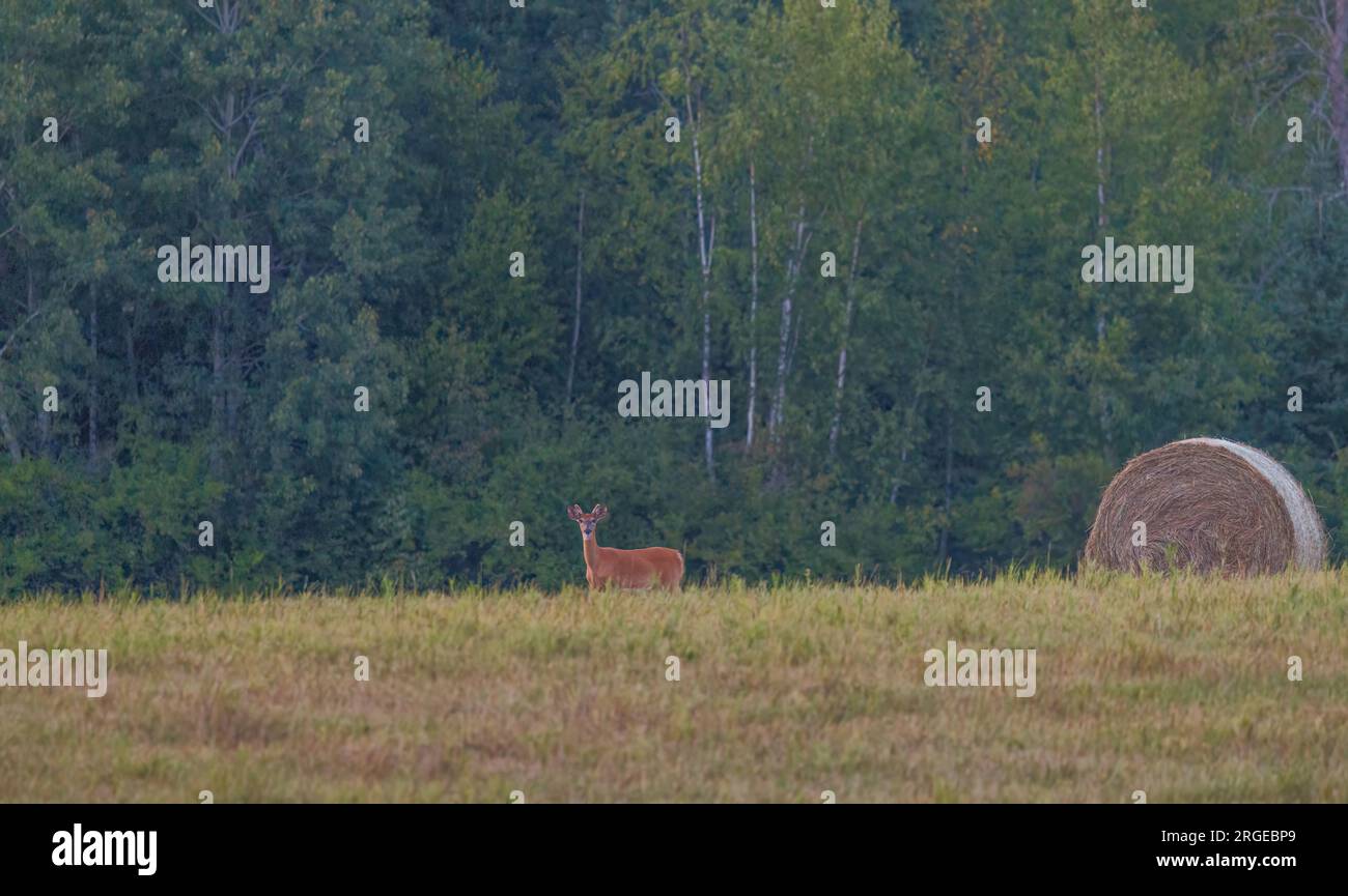 Young white-tailed buck in Wisconsin settentrionale. Foto Stock