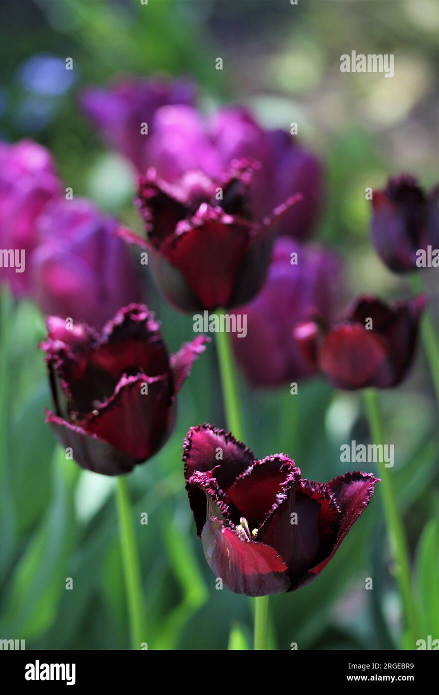 Tulipani viola Foto Stock