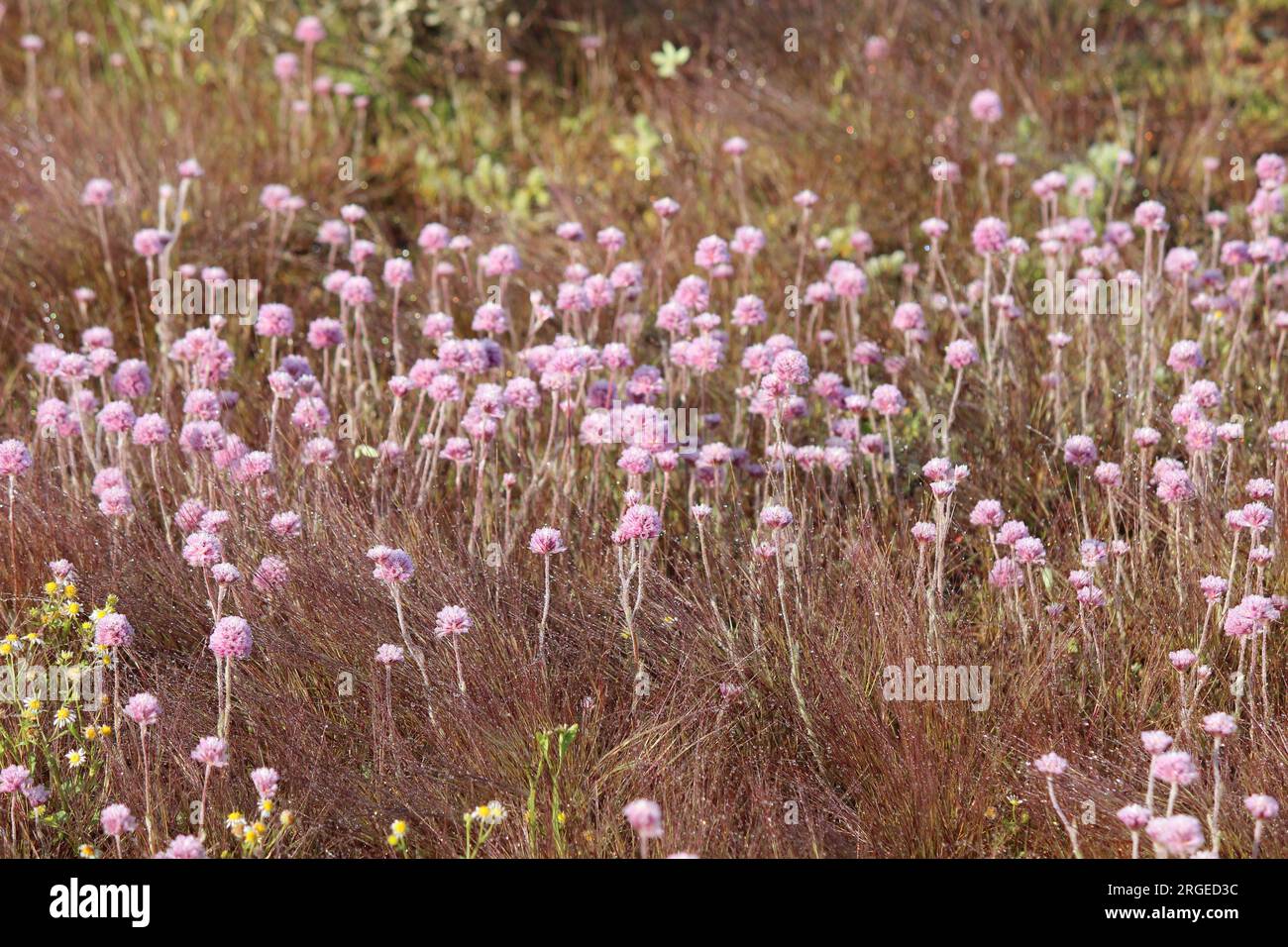 Piccola Mulla Mulla in The Dew Foto Stock