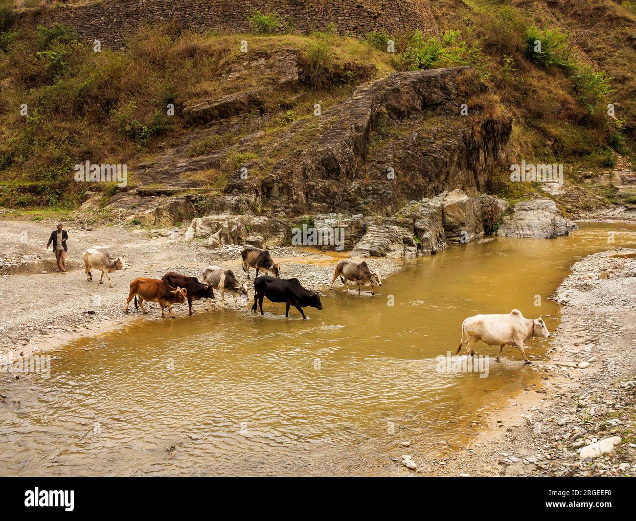 Un uomo che arriva nel tardo pomeriggio per prendere il sopravvento delle sue mucche e passare la notte al villaggio, al fiume Panar, alle colline Kumaon, a Uttarakhand, in India Foto Stock