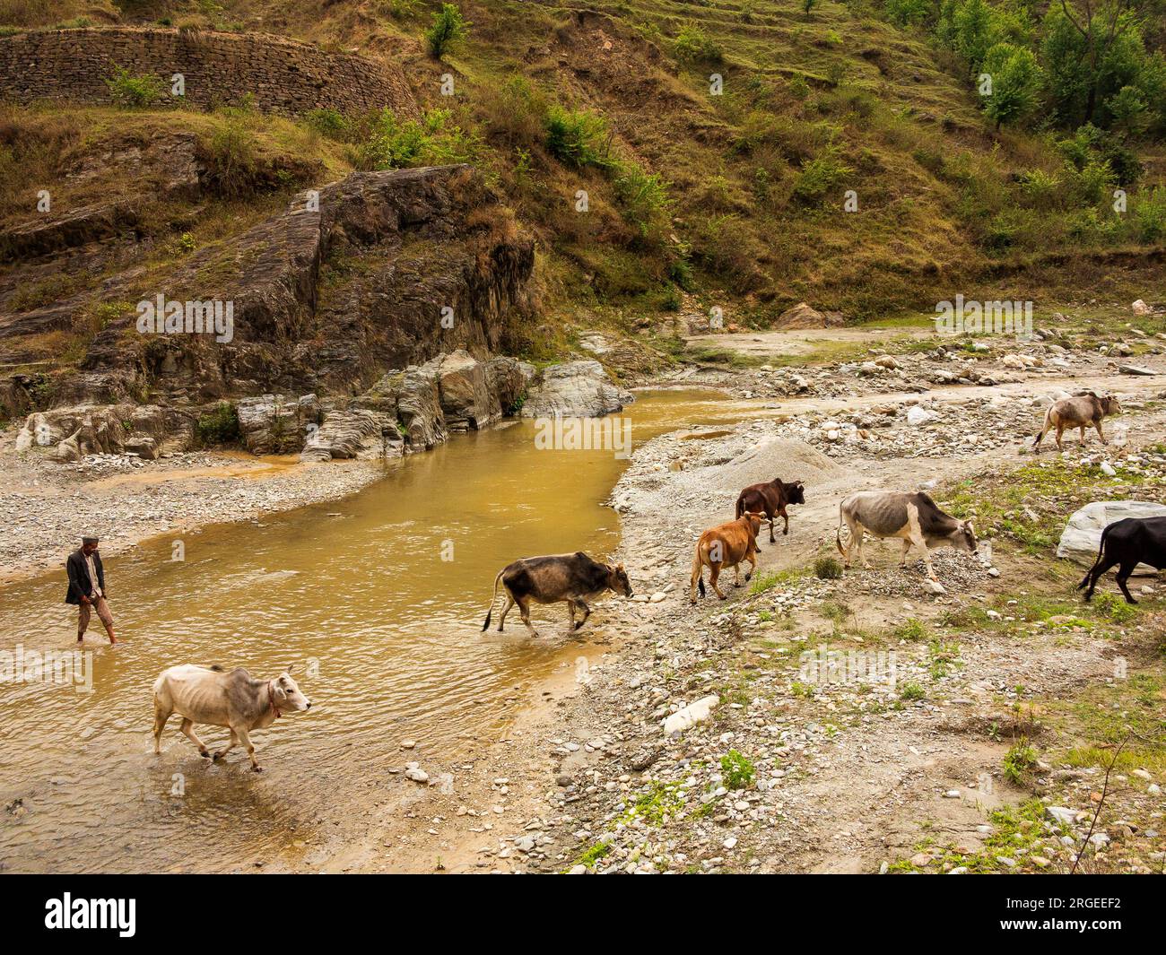 Un uomo che arriva nel tardo pomeriggio per prendere il sopravvento delle sue mucche e passare la notte al villaggio, al fiume Panar, alle colline Kumaon, a Uttarakhand, in India Foto Stock