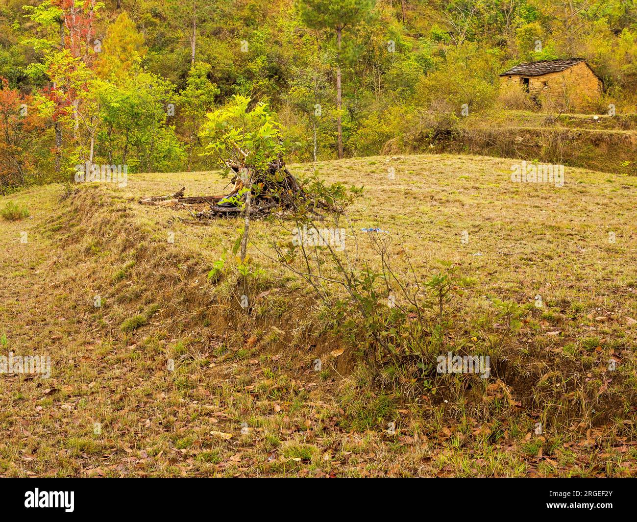 Campo terrazzato nel villaggio di Sanouli, dove Jim Corbett sparò al Panar maneater, Uttarakhand, India Foto Stock