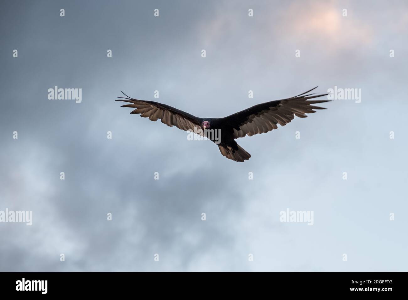 Primo piano di un uccello preda dai campi uruguaiani, in pieno volo, con un cielo nuvoloso dietro Foto Stock