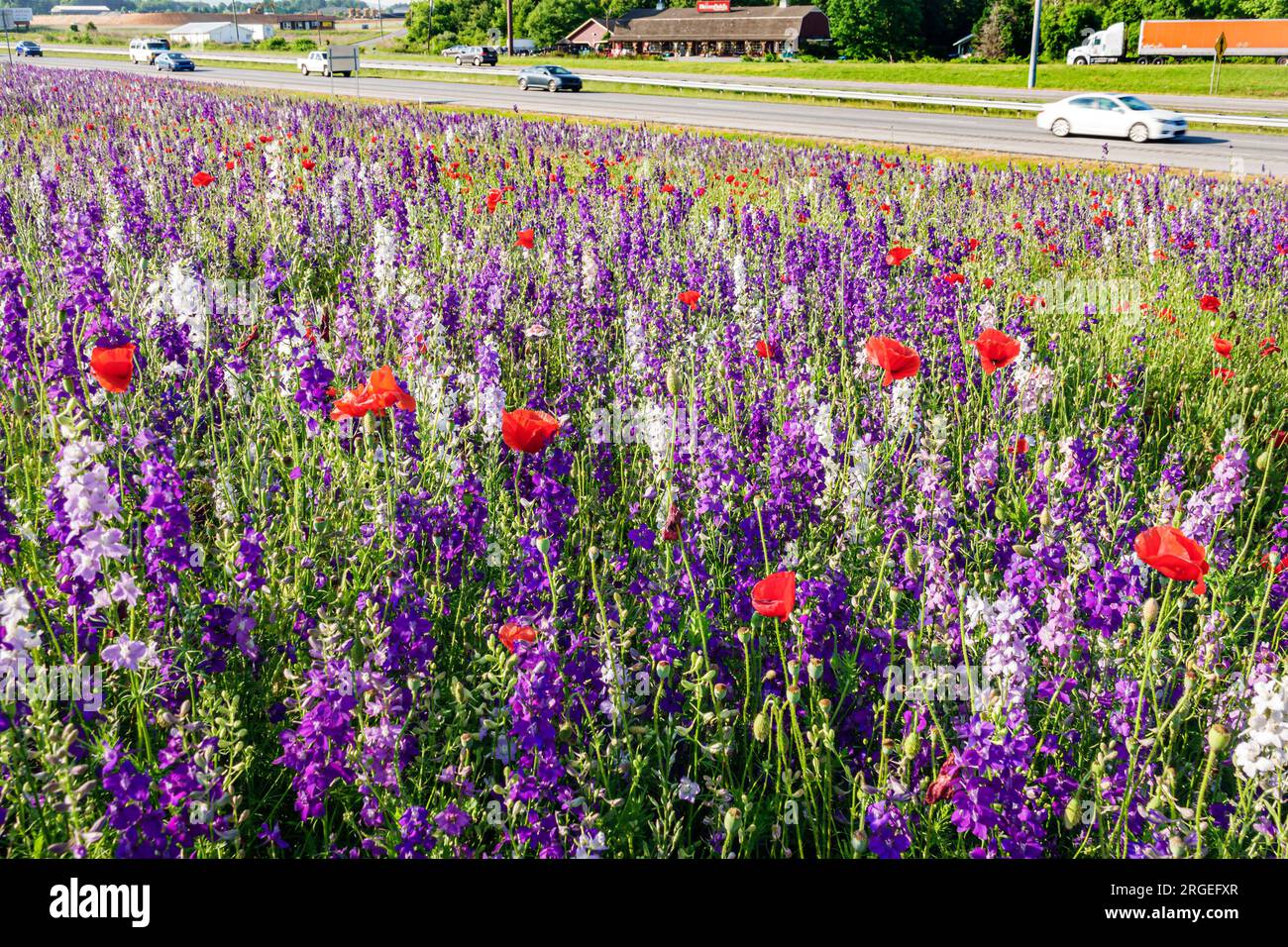 Flat Rock North Carolina, fiori selvatici lungo l'Interstate Highway i-26, veicoli stradali che passano per auto, camion, papaveri lupini delfini Foto Stock Flat Rock North Carolina, fiori selvatici lungo l'Interstate Highway i-26, veicoli stradali che passano per auto, camion, papaveri lupini delfini Foto Stock