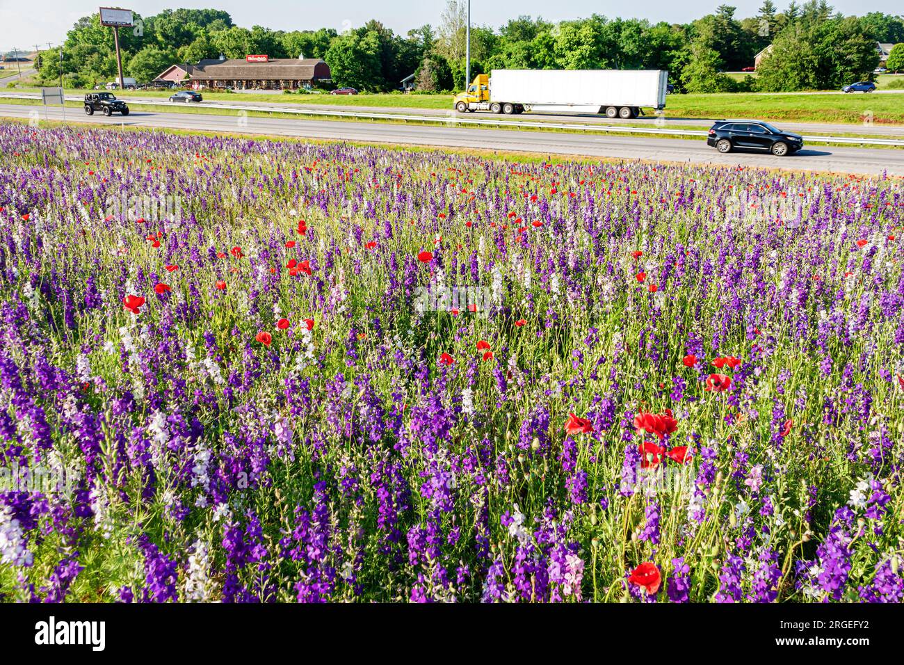 Flat Rock North Carolina, fiori selvatici lungo l'Interstate Highway i-26, veicoli stradali che passano per auto, camion, papaveri lupini delfini Foto Stock Flat Rock North Carolina, fiori selvatici lungo l'Interstate Highway i-26, veicoli stradali che passano per auto, camion, papaveri lupini delfini Foto Stock