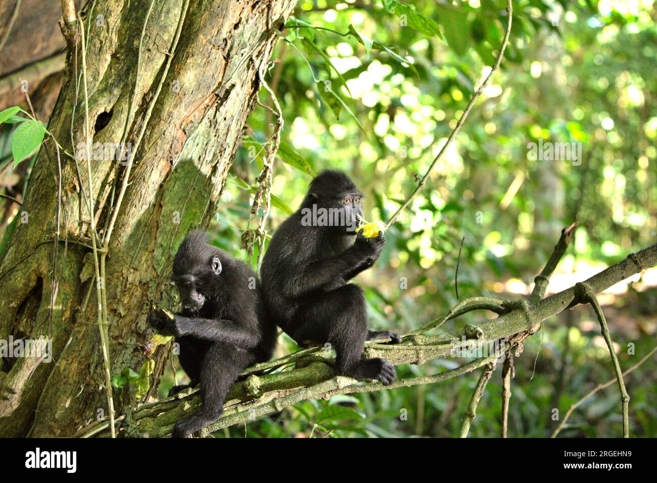 I giovani macachi crestati (Macaca nigra) mangiano frutta mentre sono seduti su un ramo di alberi nella foresta di Tangkoko, Sulawesi settentrionale, Indonesia. Un recente rapporto di un team di scienziati guidato da Marine Joly ha rivelato che la temperatura sta aumentando nella foresta di Tangkoko e che l'abbondanza complessiva di frutta è diminuita. "Tra il 2012 e il 2020, le temperature sono aumentate fino a 0,2 gradi Celsius all'anno nella foresta e l'abbondanza complessiva di frutta è diminuita dell'1% all'anno", hanno scritto sull'International Journal of Primatology nel luglio 2023. Il cambiamento climatico e le malattie sono minacce emergenti per i primati. Foto Stock