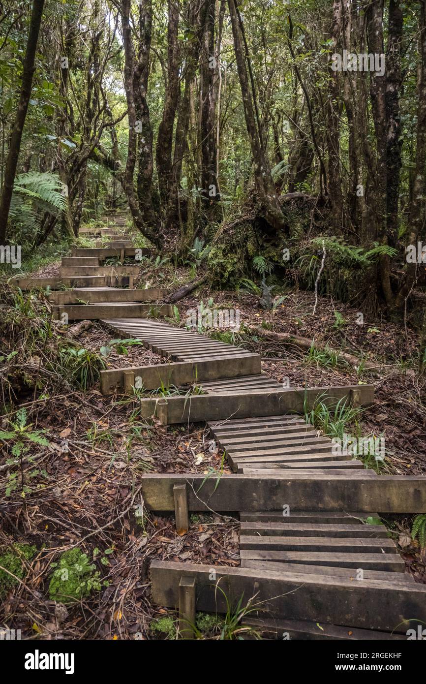 Pista di Pouakai attraverso la foresta nativa, il monte Taranaki, nuova Zelanda. Foto Stock