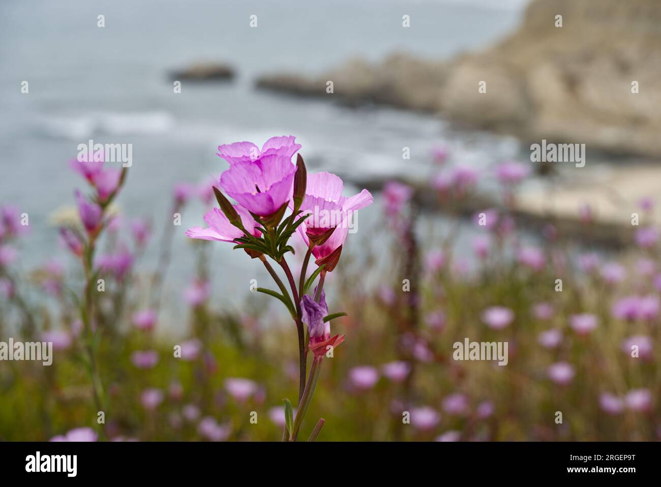 Fiori di clarchia rosa fioriti sulla costa della Half Moon Bay. Foto Stock