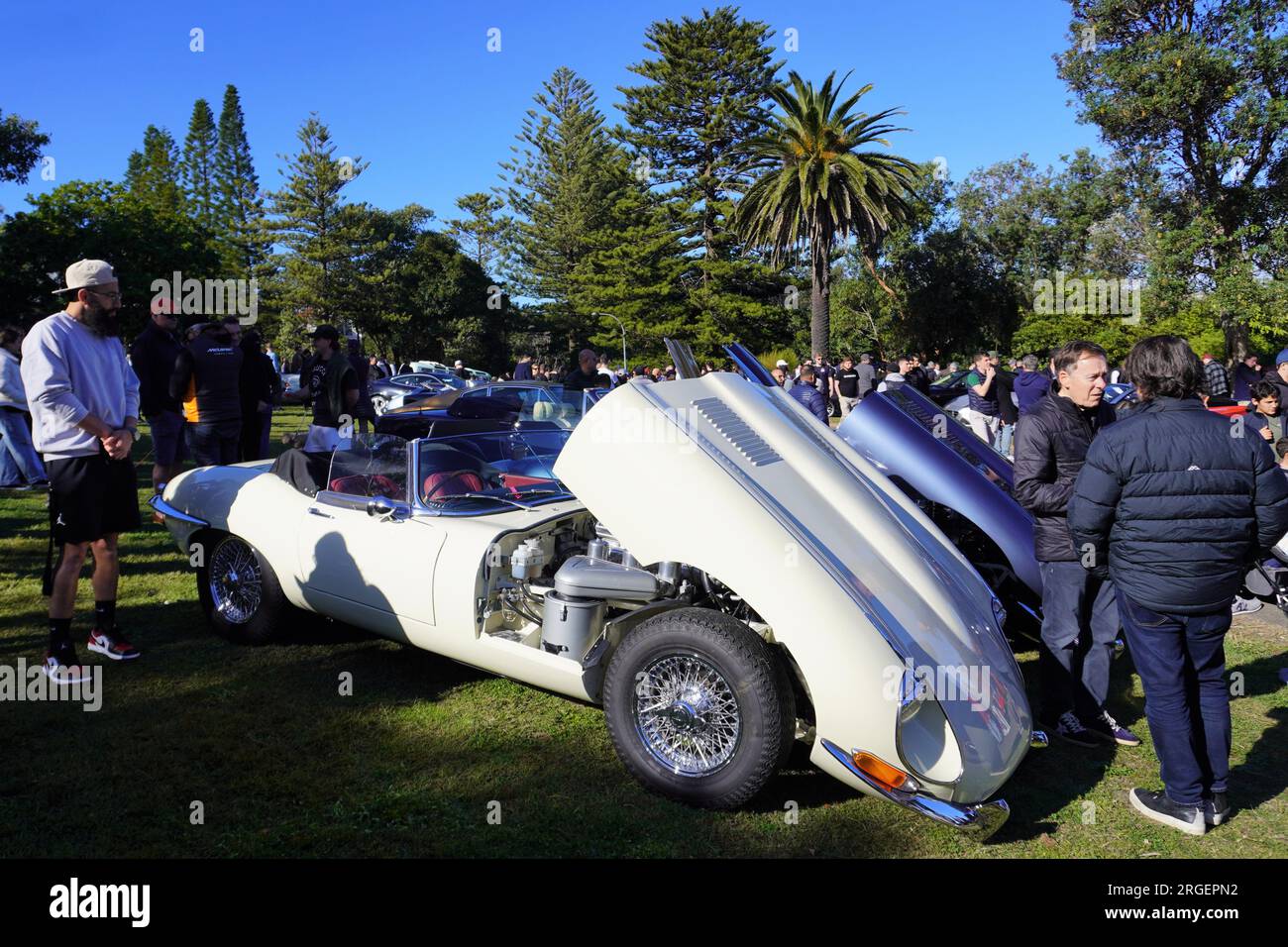 Jaguar bianca con cappuccio aperto in un raduno di auto classiche all'aperto a Sydney Foto Stock