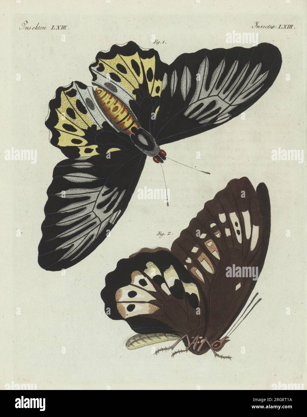 Il birdwing di Rippon, Troides hypolitus, dorsale 1, ventrale 2. Remus ...