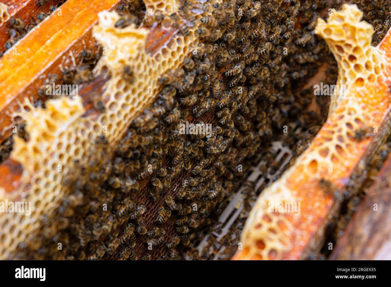 Foto di sfondo dell'apicoltura. All'interno di un alveare con le api sui favi a nido d'ape a fuoco. Colonia di api. Foto Stock