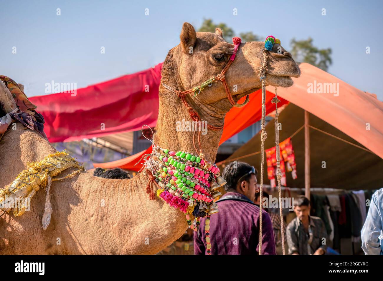 Pushkar, India - 19 novembre 2015. Un cammello vestito con collane colorate e pompon per un concorso di bellezza all'annuale Camel Fair nel Rajasthan. Foto Stock