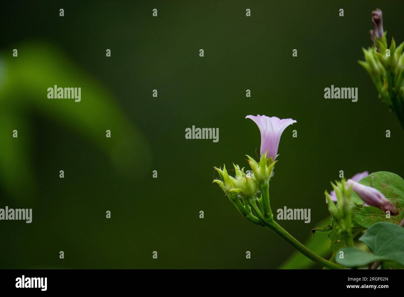 Fiori selvatici in fiore su uno sfondo sfocato Foto Stock