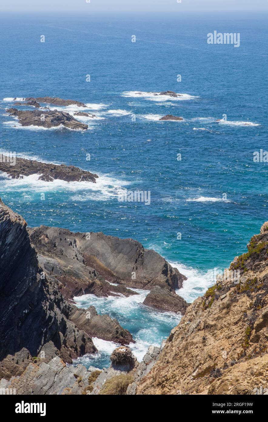 Nido di cicogne bianche posto sopra la cima della scogliera. Costa di Cabo Sardao, Ponta do Cavaleiro, Sao Teotonio, Portogallo Foto Stock